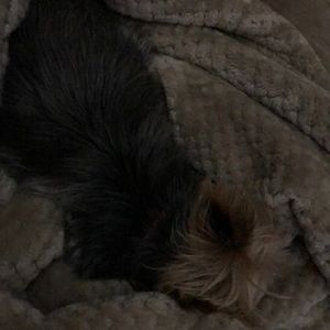 Meet your Posher, Cissy